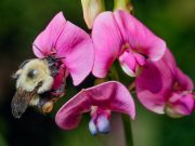 Why bumble bees are going extinct in time of climate chaos scaled