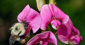 Why bumble bees are going extinct in time of climate chaos scaled