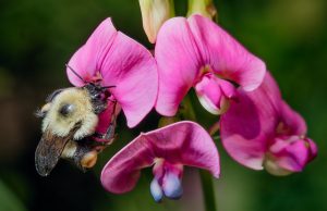 Why bumble bees are going extinct in time of ‘climate chaos’ Why bumble bees are going extinct in time of climate chaos scaled