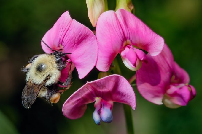 Why bumble bees are going extinct in time of ‘climate chaos’ Why bumble bees are going extinct in time of climate chaos scaled