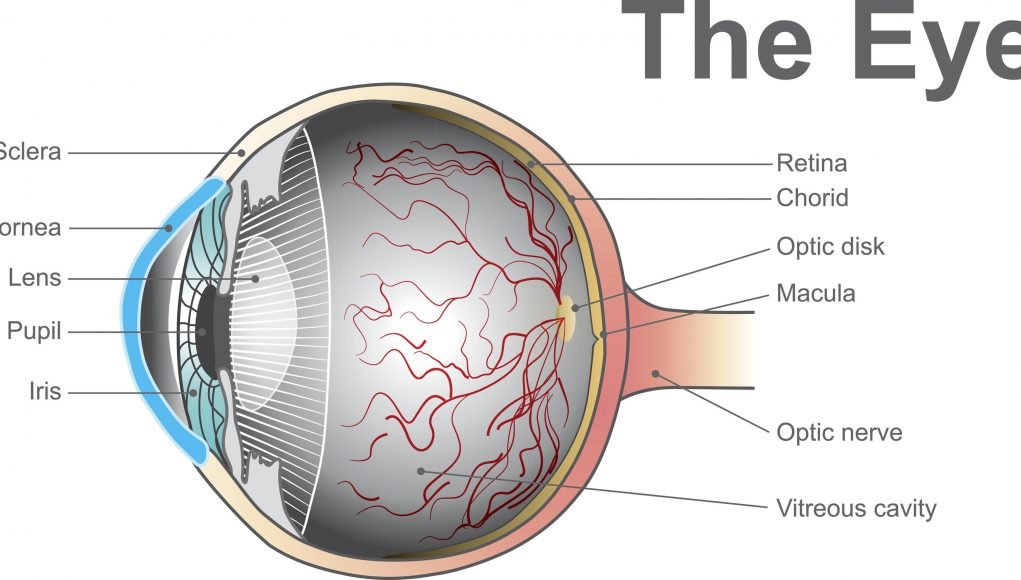 A device for the early detection of certain eyesight problems scaled