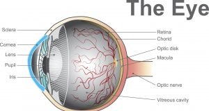 A device for the early detection of certain eyesight problems scaled