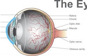 A device for the early detection of certain eyesight problems A device for the early detection of certain eyesight problems scaled