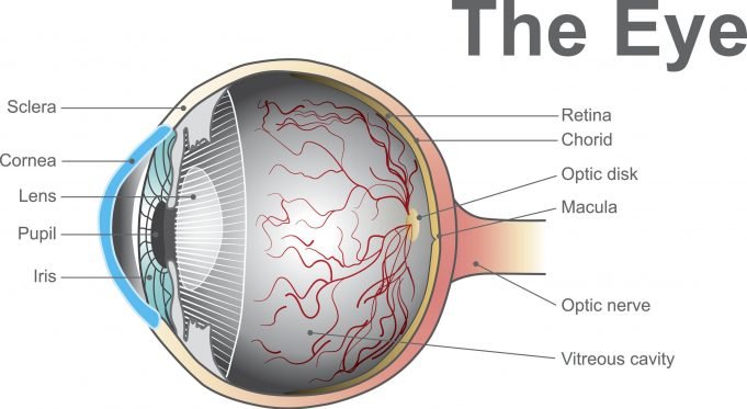 A device for the early detection of certain eyesight problems A device for the early detection of certain eyesight problems scaled