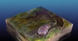 Ancestor of all animals identified in Australian fossils scaled