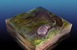 Ancestor of all animals identified in Australian fossils Ancestor of all animals identified in Australian fossils scaled