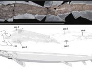 Ancient fish fossil reveals evolutionary origin of the human hand