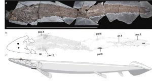 Ancient fish fossil reveals evolutionary origin of the human hand