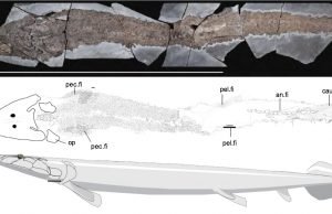 Ancient fish fossil reveals evolutionary origin of the human hand Ancient fish fossil reveals evolutionary origin of the human hand