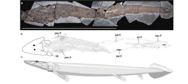 Ancient fish fossil reveals evolutionary origin of the human hand Ancient fish fossil reveals evolutionary origin of the human hand