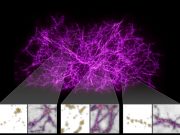 Astronomers use slime mold model to reveal dark threads of the cosmic web