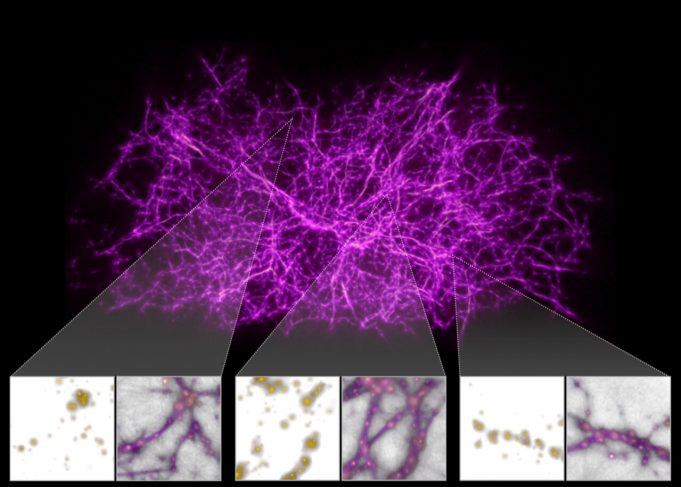 Astronomers use slime mold model to reveal dark threads of the cosmic web Astronomers use slime mold model to reveal dark threads of the cosmic web