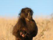 Baboon mothers carry their dead infant up to 10 days scaled