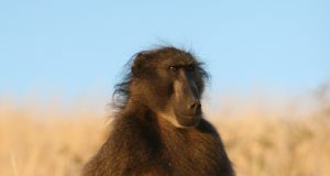Baboon mothers carry their dead infant up to 10 days scaled