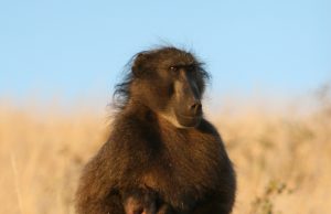Baboon mothers carry their dead infant up to 10 days Baboon mothers carry their dead infant up to 10 days scaled