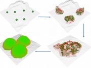 Bacteria form biofilms like settlers form cities