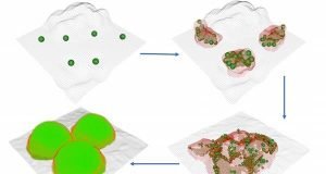Bacteria form biofilms like settlers form cities