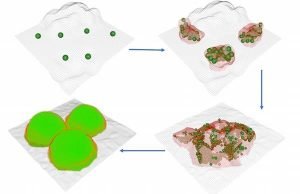 Bacteria form biofilms like settlers form cities Bacteria form biofilms like settlers form cities