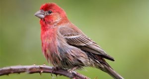 Big brains or many babies How birds can thrive in urban environments