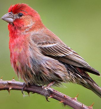 Big brains or many babies: How birds can thrive in urban environments Big brains or many babies How birds can thrive in urban environments