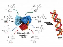 Biochemists trap and visualize an enzyme as it becomes active
