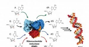 Biochemists trap and visualize an enzyme as it becomes active
