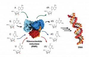 Biochemists trap and visualize an enzyme as it becomes active Biochemists trap and visualize an enzyme as it becomes active