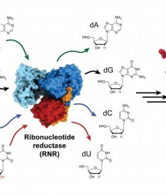 Biochemists trap and visualize an enzyme as it becomes active
