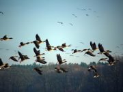 Birds are the canaries in the climate change coal mine
