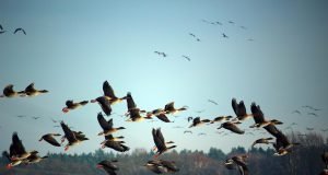 Birds are the canaries in the climate change coal mine
