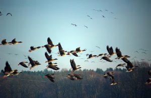 Birds are the ‘canaries in the climate-change coal mine’ Birds are the canaries in the climate change coal mine