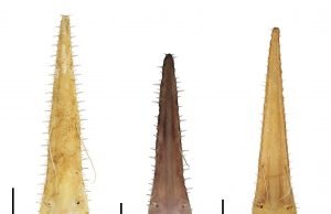 Brand new shark(s), doo doo, doo doo doo doo Brand new sharks doo doo doo doo doo doo