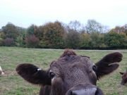 Common anti parasite treatments used on cattle have devastating impacts on wildlife scaled