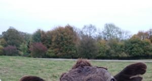 Common anti parasite treatments used on cattle have devastating impacts on wildlife scaled
