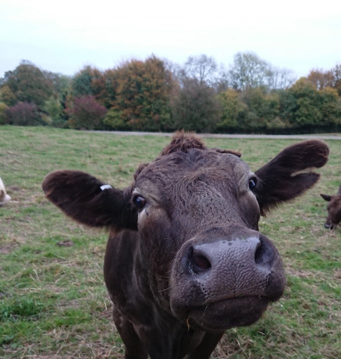 Common anti parasite treatments used on cattle have devastating impacts on wildlife scaled