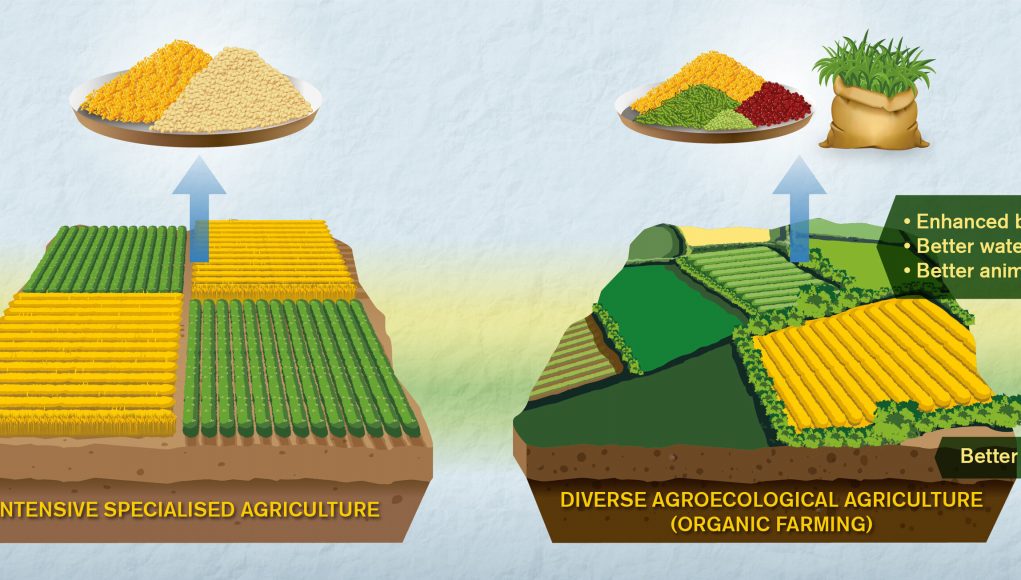 Comparisons of organic and conventional agriculture need improvement say researchers scaled
