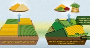 Comparisons of organic and conventional agriculture need improvement say researchers scaled