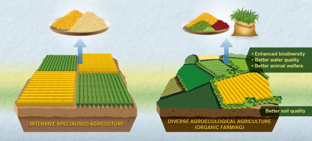 Comparisons of organic and conventional agriculture need improvement say researchers scaled Comparisons of organic and conventional agriculture need improvement say researchers scaled