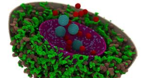 Computational human cell reveals new insight on genetic information processing