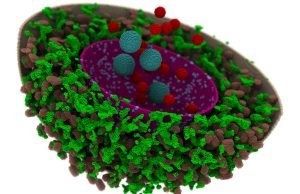 Computational human cell reveals new insight on genetic information processing Computational human cell reveals new insight on genetic information processing