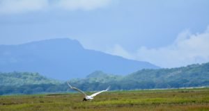 Crop diversity can buffer the effects of climate change scaled