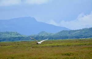 Crop diversity can buffer the effects of climate change Crop diversity can buffer the effects of climate change scaled