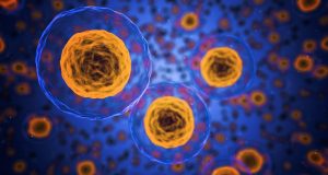 Egg stem cells do not exist new study shows