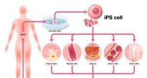 First supercentenarian derived stem cells created