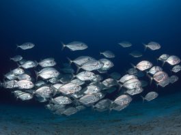 Fish school by randomly copying each other rather than following the group scaled