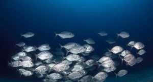 Fish school by randomly copying each other rather than following the group scaled