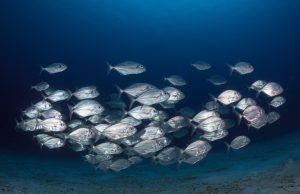 Fish school by randomly copying each other, rather than following the group Fish school by randomly copying each other rather than following the group scaled