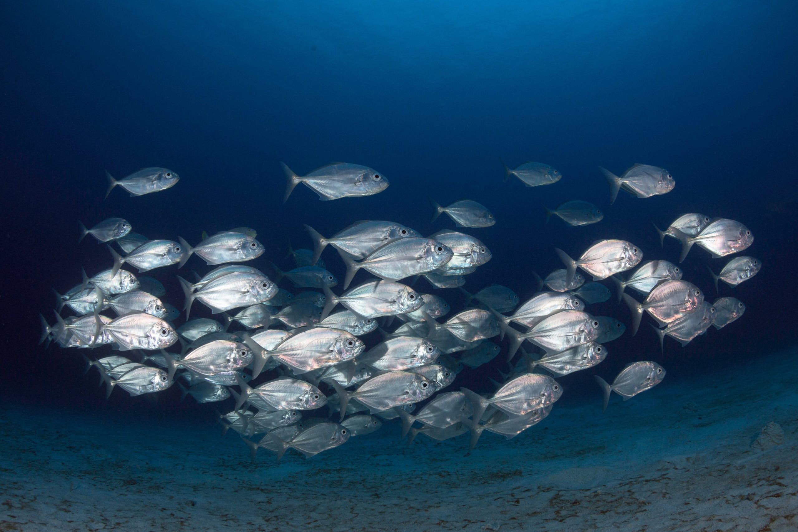 Fish School By Randomly Copying Each Other Rather Than Following The 