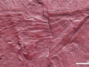Fossilized wing gives clues about Labradors biodiversity during the Cretaceous