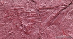 Fossilized wing gives clues about Labradors biodiversity during the Cretaceous